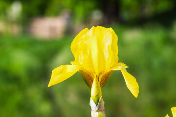 Fototapete bei efototapeten.de bestellen   