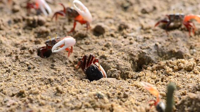 Fiddler Crab walking in mangrove forest at Phuket beach Thailand