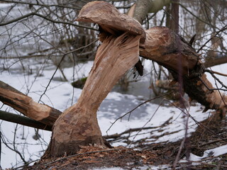 The trunk of a deciduous tree with the bark eaten away and the marks of sharp beaver teeth on a cloudy winter day near the river in the forest.