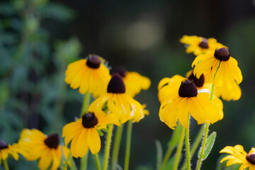 Yellow Flowers in the Light