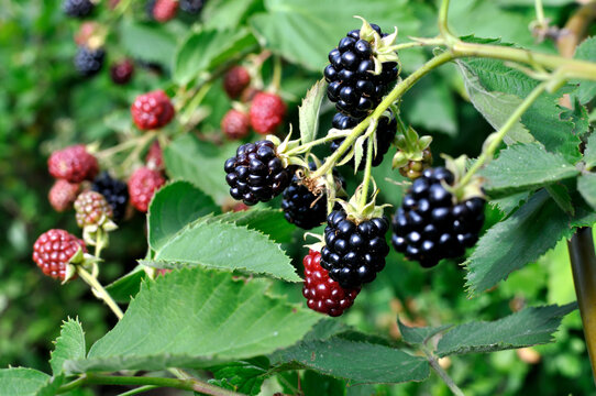 close-up of blackberry fruit ripening on branch