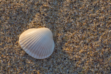 White seashell on clean sea sand. Sand background and copy space.