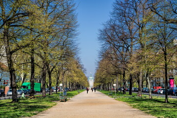berlin, deutschland - 09.04.2019 - baumallee in der schloßstraße in berlin charlottenburg