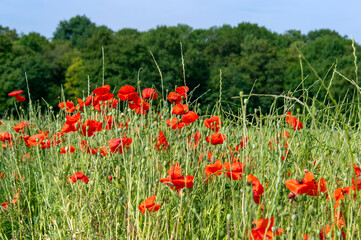 coquelicot