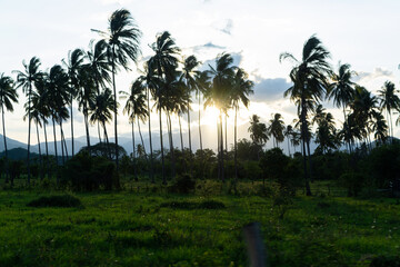 PALMERAS
