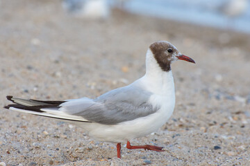 Funny bird. A seagull walks on the sand by the sea.