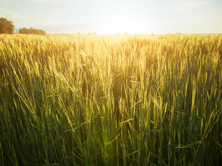 Obraz premium Wheat field at sunset. The concept of cereals, organic food, agriculture.