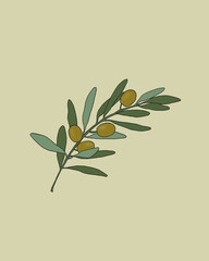 Fototapeta na wymiar olive branch peace leaves