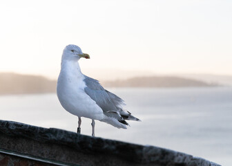 Obraz premium Mewa o wschodzie słońca