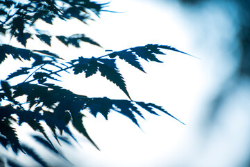 tree leaves in winter time