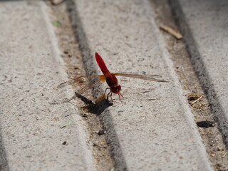insecto de color rojo, cuatro alas transparentes, esis patas y ojos grandes, paseando por el asfalto, mollerussa, lerida, españa 