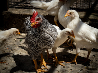 Gallo y pollitos pequeños en un granja