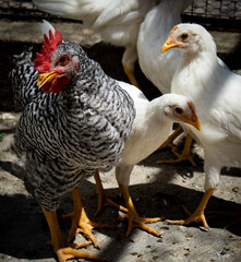 Gallo y pollitos pequeños en un granja