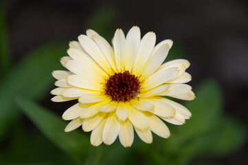 Obraz premium Blooming Calendula in the Garden