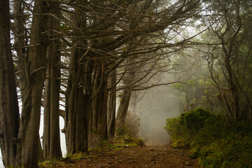 Dark fog trail, spooky trail, mystical nature, from Cartago- Costa Rica