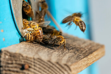 Group of honeybees flying into a vintage beehive