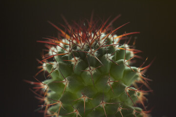 Decorative cactus, close-up shooting. Black background. a small green cactus with protruding needles. Soft focus.