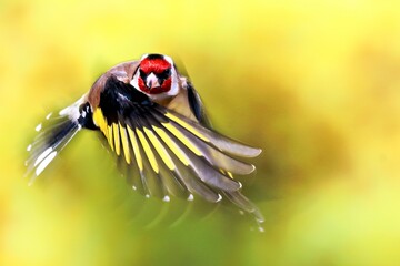 goldfinch bird flying yellow background