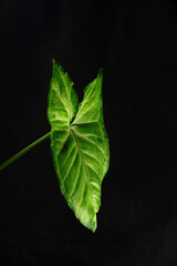 Beautiful Syngonium Green Indoor Plant