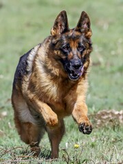 PASTOR ALEMAN 
GERMAN SHEPHERD RUNNING