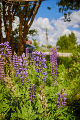 Lupines in the field are in their Prime. Blue flowers bloom on a Sunny field among the grass.