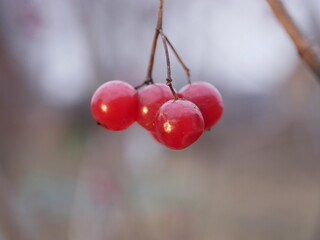 Four ripe red viburnum berries hang on a dead branch without leaves on a cloudy autumn day. The crop of medicinal plants is ready for harvesting.