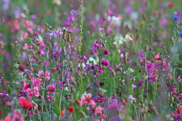 Fototapeta premium Blumenwiese