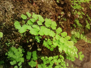 maidenhair fern or Adiantum latifolium Lam in the nature.