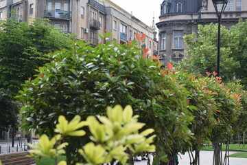 garden of the old house in belgrade