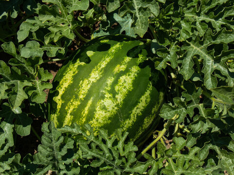 Sandia madurando en su misma parra en un d&iacute;a soleado.