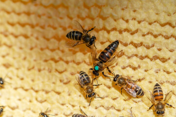 Queen bee marked with a marker on the honeycomb with bees.