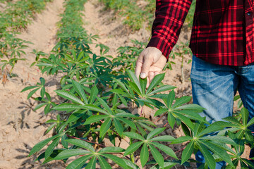 Fototapeta premium Asian farmer men walking around cassava growth