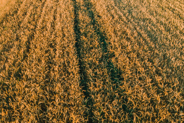 Top view of wheat field, fast flight over field in countryside, private field, close up