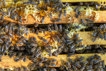 Macro photo of a bee hive on a honeycomb with copyspace. Bees produce fresh, healthy, honey. Beekeeping concept