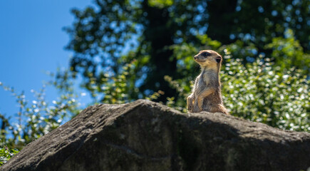 The meerkat or suricate is staying and looking around checking the territory for the predators.