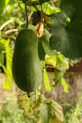 Fresh of green Winter melon on the tree.Selective focus, selective focus on subject