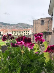 flowers in front of church