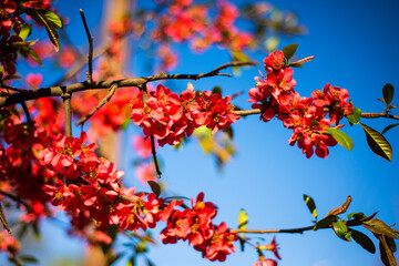 autumn leaves against blue sky