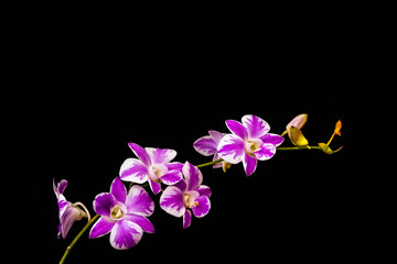Fototapeta na wymiar orchids,purple orchids is considered the queen of flowers in Thailand.