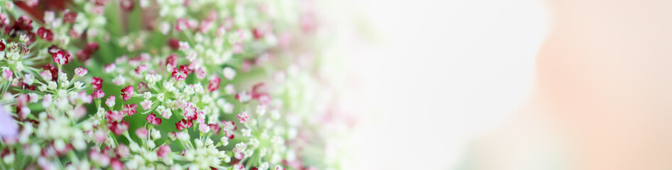 Closeup of nature mini red, white and pink flower on blurred greenery background under sunlight with bokeh and copy space using as background natural plants landscape, ecology cover page concept.