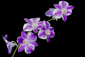 orchids,purple orchids is considered the queen of flowers in Thailand.