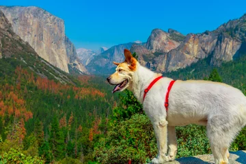 Fototapeten white dog looking the panorama at El Capitan Tunnel View overlook in Yosemite National Park, California, United States. Half Dome and Bridalveil Fall from the iconic Tunnel View. American holidays. © bennymarty