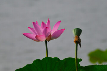 pink lotus flower