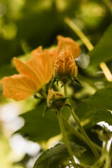Close-up of a pumpkin flower or zucchini inflorescence. Beautiful yellow pumpkin flowers with leaves on a vegetable patch on a summer day