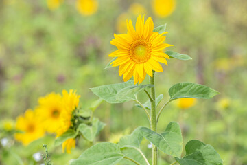 Große gelbe Sonnenblume auf dem Feld im Sommer