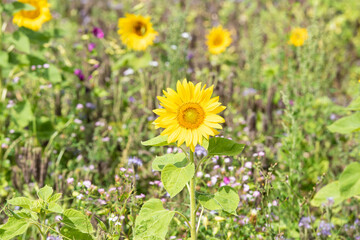 Feld mit Sonnenblumen und Wildblumen