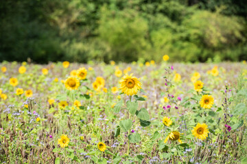 Feld mit Sonnenblumen und Wildblumen