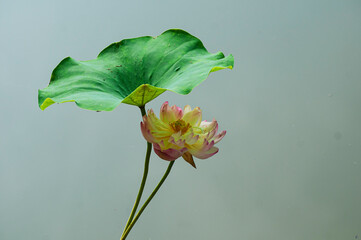 yellow lotus flower with green leaf