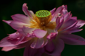 pink lotus flower