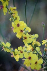 Yellow flowers of Mullein. Mullein (Verbascum) in a natural environment of growth. Wild herbs Verbascum thapsus (Common Mullein) yellow flowers on the meadow.